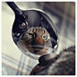 斑陀螺的相册-猫君 in Tumblr