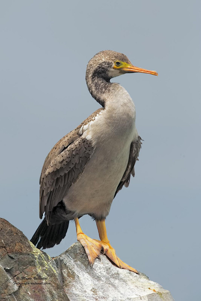 鲣鸟目鸬鹚科鸬鹚属点斑鸬鹚