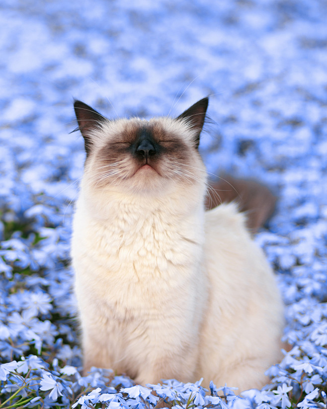 动物 猫咪 狗呆萌 喵星可爱 宠物 自然...