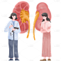 手绘-医生与器官贴纸-肾脏