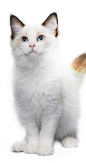 b844aada-f004-4179-851c-651dc24a5b4a40823875.png (433×821)
- - - - - - - - - - - - - -
 ——→ 【 率叶插件，让您的花瓣网更好用！】> https://lvyex.com
