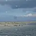 北海的海豹