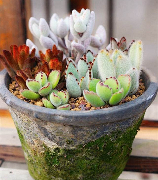 毛绒绒的多肉植物拼盘
