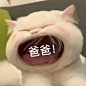 猫咪张大嘴表情包合集 : 猫咪张大嘴表情包合集 ​猫咪张大嘴表情包合集 ​猫咪张大嘴表情包合集 ​猫咪张大嘴表情包合集 ​猫咪张大嘴表情包合集 ​猫咪张大嘴表情包合集...