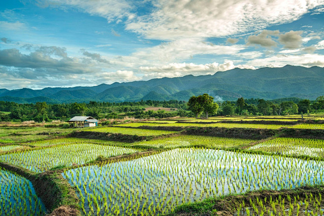 Rice field in Thaila...