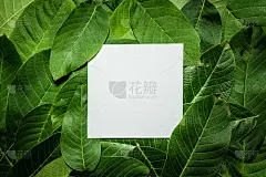 核桃绿叶的创意布局。平的。自然背景
