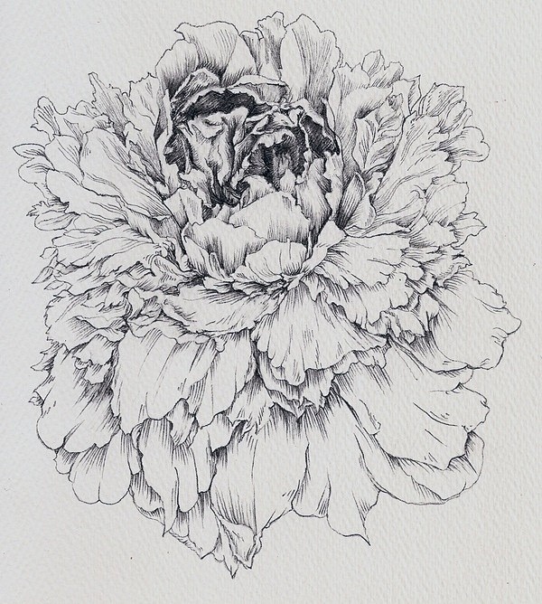 Peonies by Susan Nie...