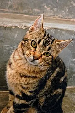 点击来源直接获取大图文件 |楼梯上好奇的猫