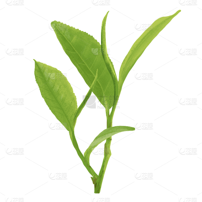 茶行业主题元素
