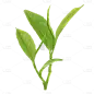 茶行业主题元素