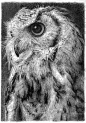 猫头鹰（精细）----------硕儿（sure）的相册-我的钢笔画（动物篇）