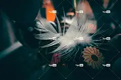 羽毛 笔记本电脑壁纸 Windows壁纸 桌面背景 壁纸4K