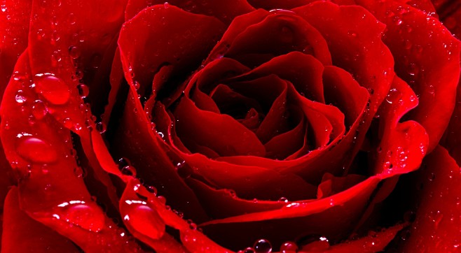 戴水珠的红色玫瑰花封面大图