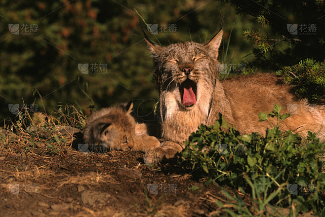 打呵欠猞猁