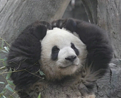宇智波豆包包采集到治愈