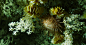 A sea urchin (center) surrounded by solitary cup corals, and white soft coral <i>Anthothela.</i>