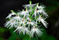 兰科玉凤花属一新记录种——Habenaria myriotricha勐远玉凤花