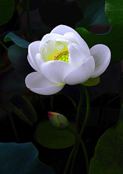 小磊子991采集到那些花儿