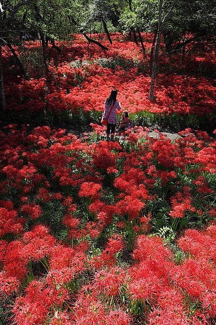 巾着田　彼岸花 | Flickr - P...