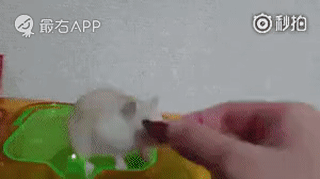 仓鼠:我生气了，哄不好的那种