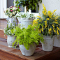 Mosquito-Repelling Potted Plants