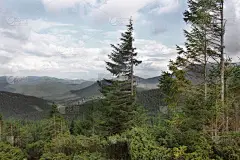 山里的森林。自然