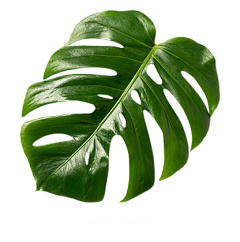 缘洛洛采集到植物