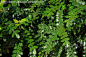 【芸香科】 <wbr>胡椒木 <wbr>Zanthoxylum <wbr>'Odorum' <wbr>琉球花椒 <wbr>清香木
