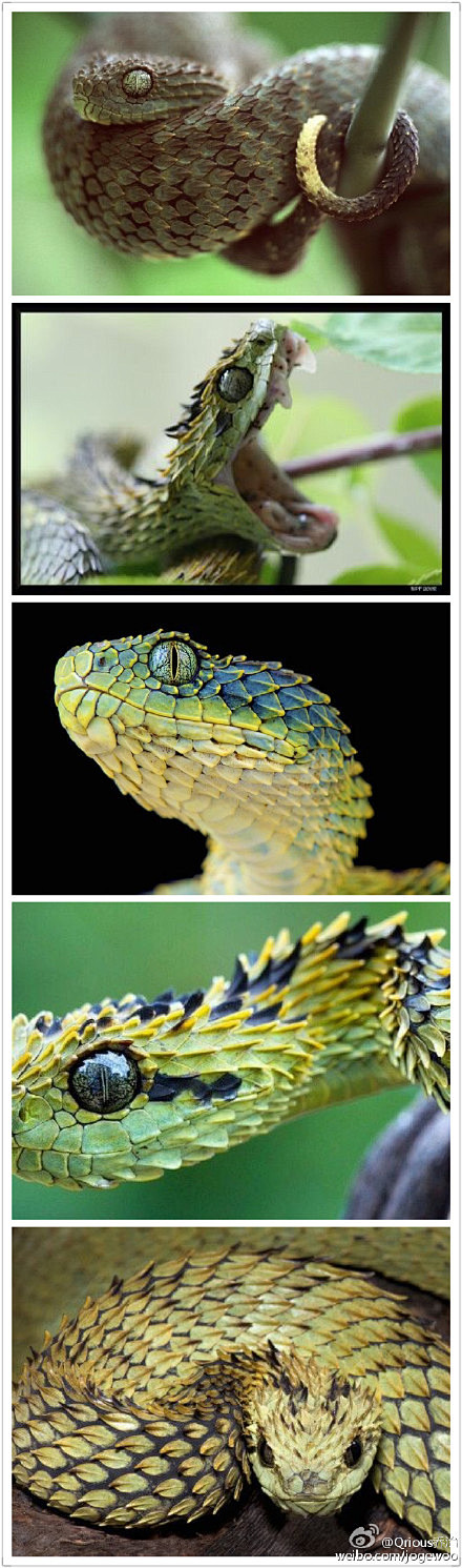 我觉得树蝰#Bush viper#这种蛇...