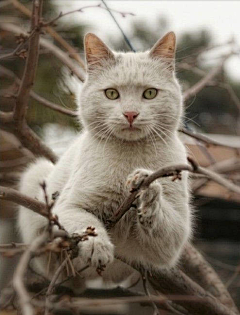 letsnerous采集到猫 GATTI✿✫✱