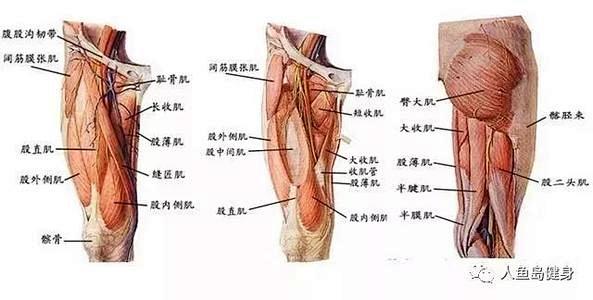 人体侧面肌肉插图_百度图片搜索