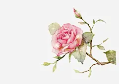 矢量手绘月季_新图网 https://ixintu.com 植物 花卉 手绘 绿叶 花枝 矢量