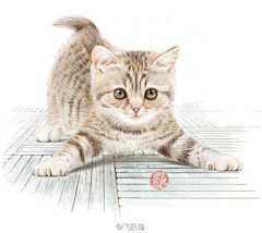 璇子采集到猫咪