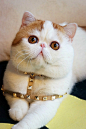 最萌大猫咪