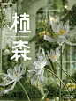 Typeface-植森（个创分享） - 小红书