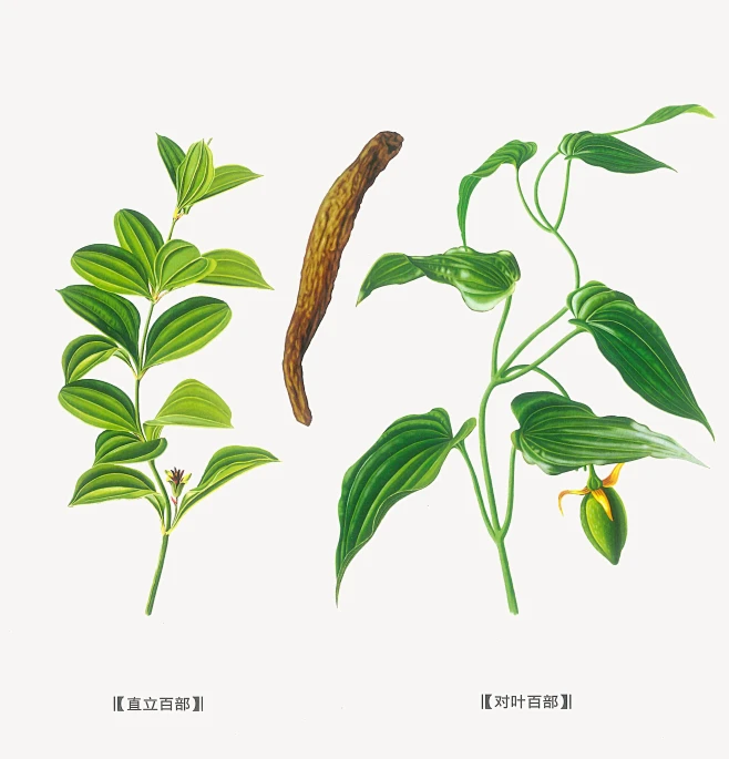 百部-花瓣网
