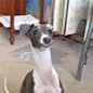 gif-dog-neck-strange-1909051