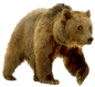 bear_PNG23442.png (500×457)