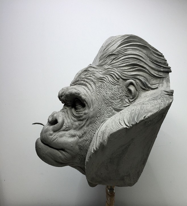 Gorilla, Tomek Radzi...