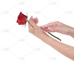 女性手捧一朵红玫瑰，孤立在白底上