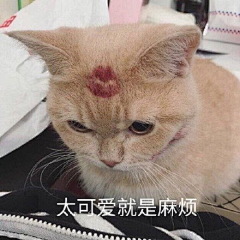 炒鸡蛋xml采集到表情包