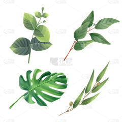 LiangVixian采集到中药素材--植物--人体配图