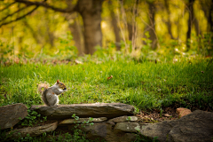 糊涂兔的小太阳采集到M-美图摄影-动物世界