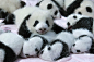 四川成都大熊猫繁育研究基地内，熊猫幼崽们躺在保育床里