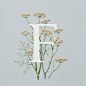 AN EDIBLE A–Z OF FLOWERS--英国插画师Charlotte Day