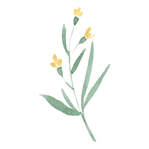 水彩手绘花卉PNG免抠图