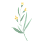 水彩手绘花卉PNG免抠图