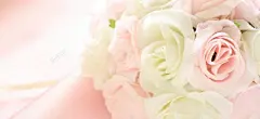 摄影玫瑰花朵背景 花朵 花束 花瓣 花蕊 花蕾 风景 鲜艳 摄影照片 设计图片 免费下载 页面网页 平面电商 创意素材 png图片