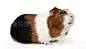 Guinea pig