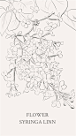 丁香属（学名：Syringa Linn.）：又称紫丁香属，该属植物是落叶灌木或小乔木；大部供观赏用，有些种类的花可提制芳香油，亦为蜜源植物，木材供建筑和家具用。共35种，不包括自然杂交种，主要分布于中国、朝鲜、喜马拉雅地区、欧洲东南部、日本、阿富汗。中国拥有丁香属81%的野生种类，是丁香属植物的现代分布中心。